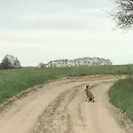 Andrzejowka * Borowe