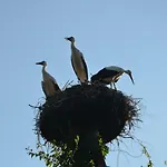 Andrzejowka ヴィラ Borowe