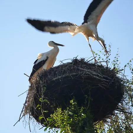 Вилла Andrzejowka