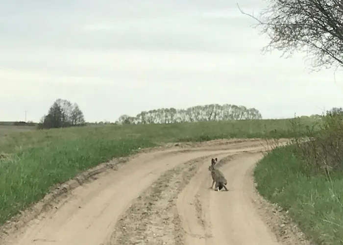 Andrzejowka * Borowe