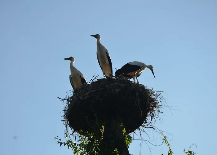 Andrzejowka Villa Borowe