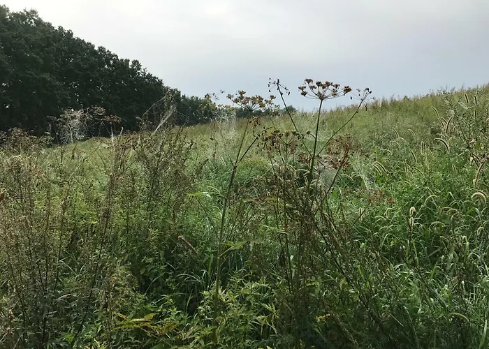 Andrzejowka Vila Borowe